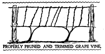 Image C: How to stake your vines when starting a vineyard.